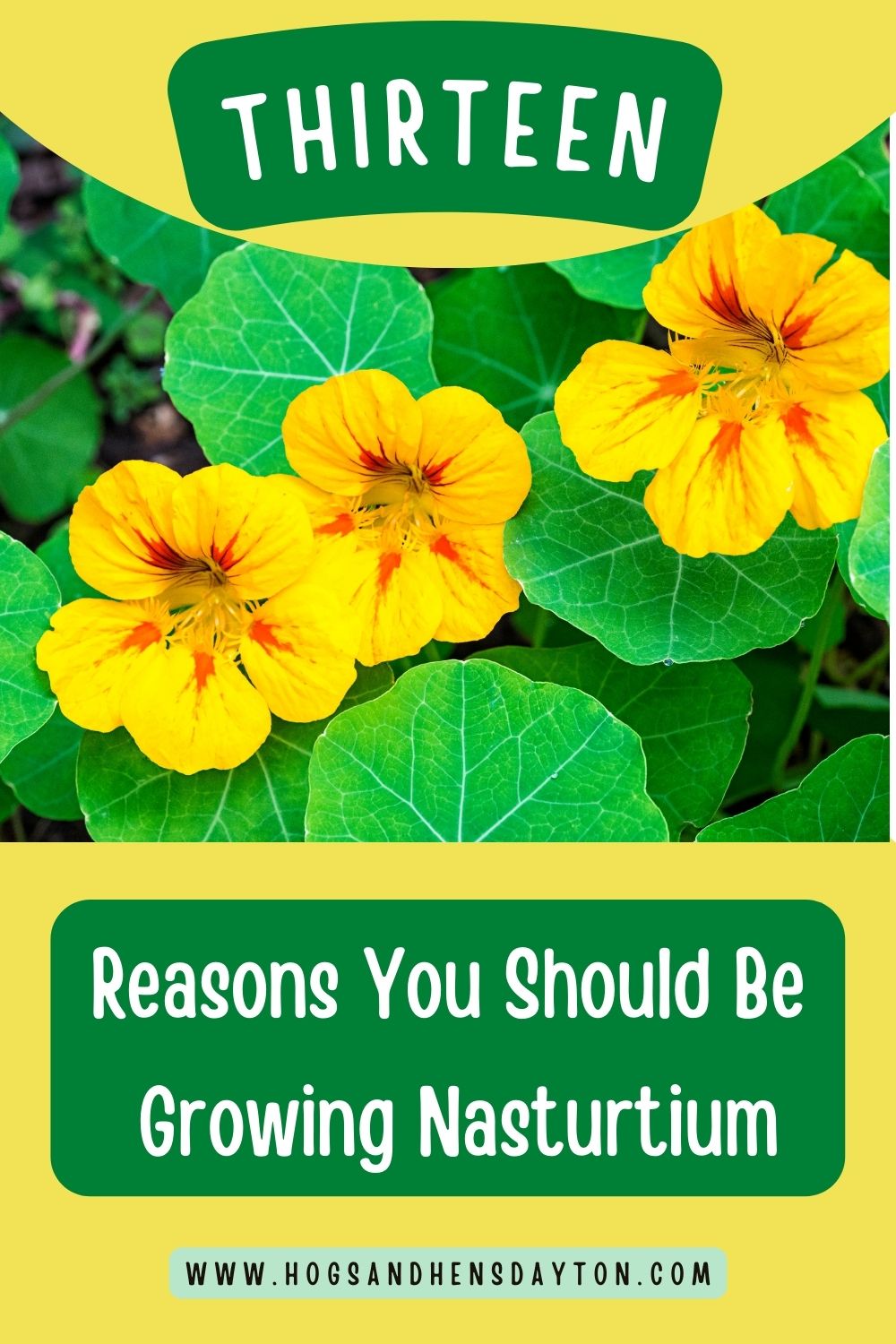 13 Reasons Why You Should Grow Nasturtium